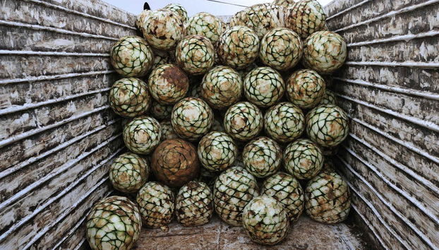 Guided Tour of Puerto Vallarta - Photo 3