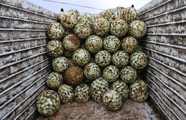 Guided Tour of Puerto Vallarta - Photo 3