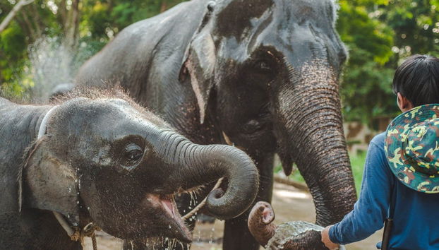 Excursão a uma protetora de elefantes - Foto 5