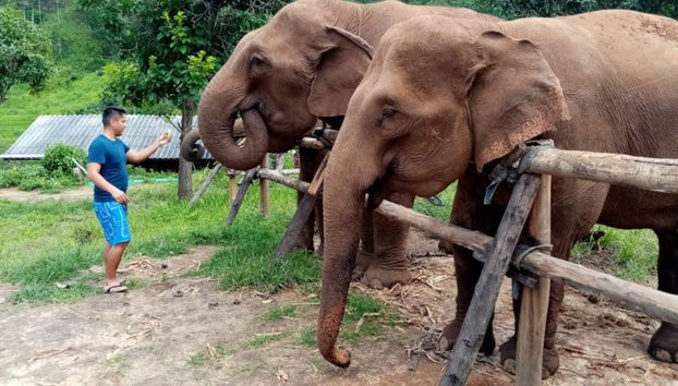 Excursão a uma protetora de elefantes - Foto 2