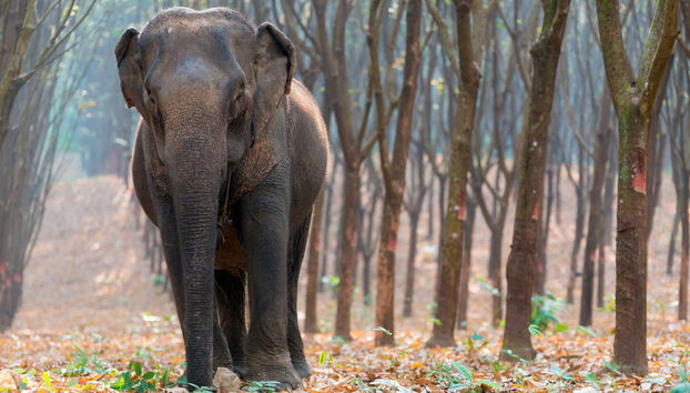 Excursão a uma protetora de elefantes - Foto 4