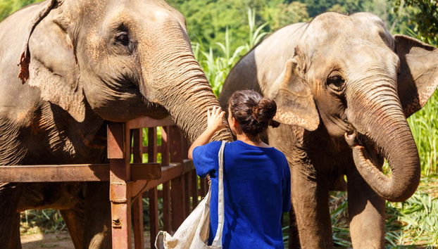 Excursão a uma protetora de elefantes - Foto 3
