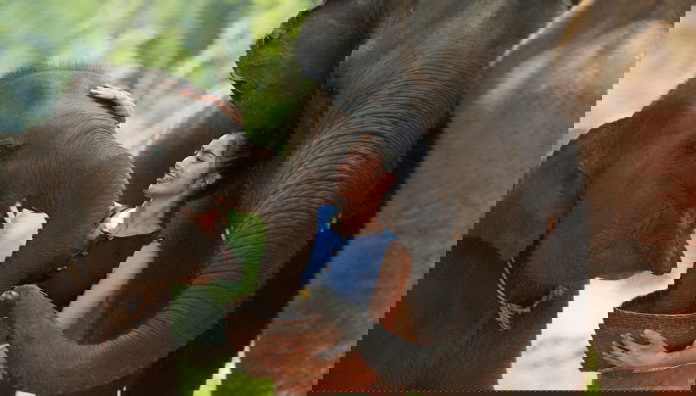 Excursão a uma protetora de elefantes - Foto 1