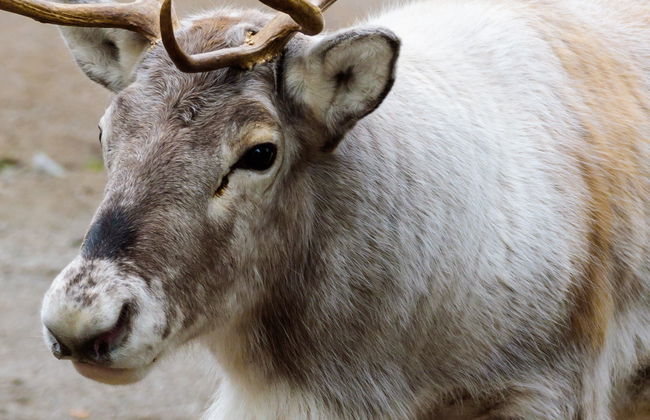Stockholm Wildlife Safari - Foto 8