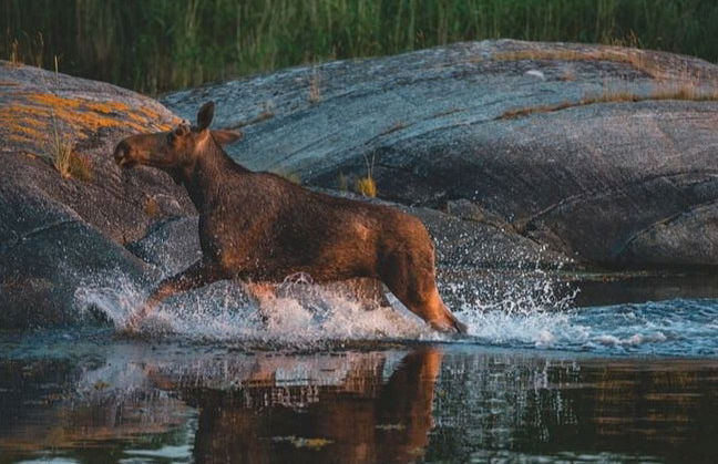Stockholm Wildlife Safari - Foto 6