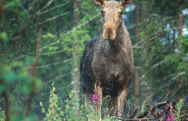 Stockholm Wildlife Safari - Foto 2
