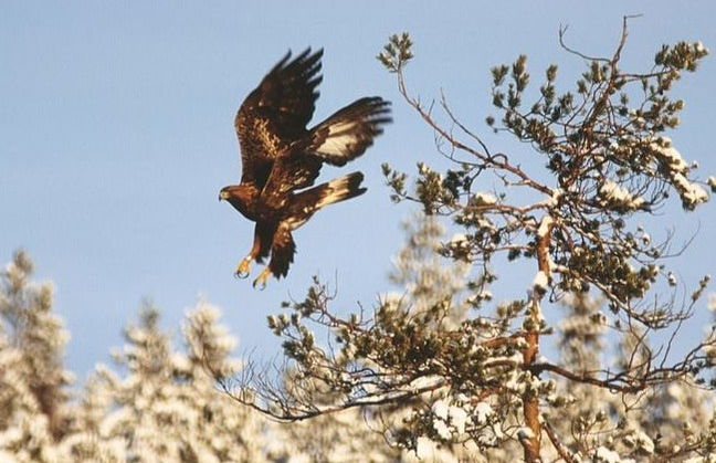 Stockholm Wildlife Safari - Foto 3
