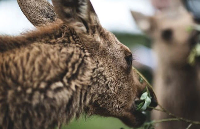Stockholm Wildlife Safari - Foto 4