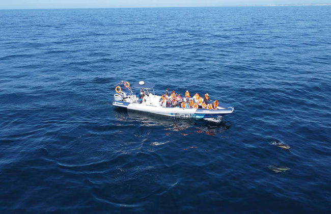 Avvistamento di delfini a Lagos - Foto 6