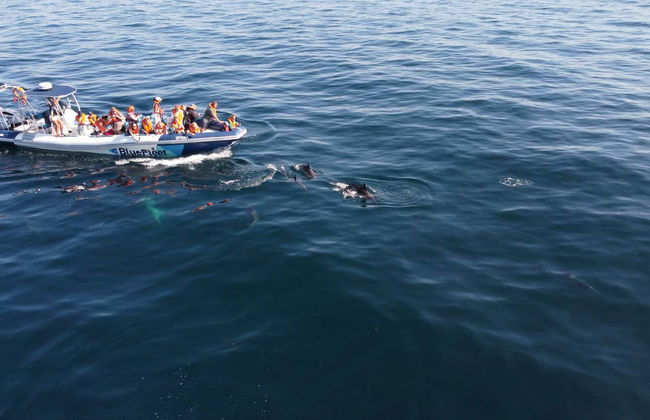 Avvistamento di delfini a Lagos - Foto 8