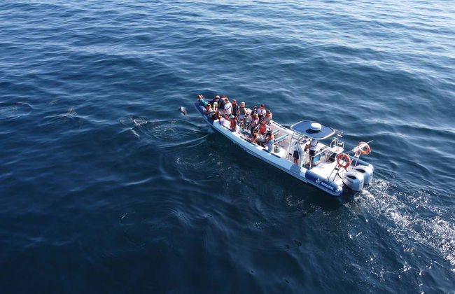 Avvistamento di delfini a Lagos - Foto 10