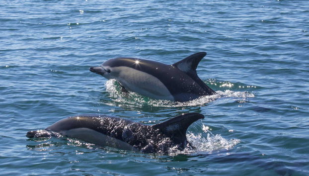 Observation de dauphins à Lagos - Photo 3