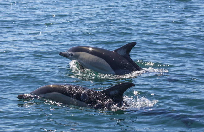 Avistamiento de delfines en Lagos - Foto 3