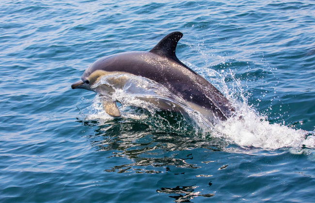 Avistamiento de delfines en Lagos - Foto 1