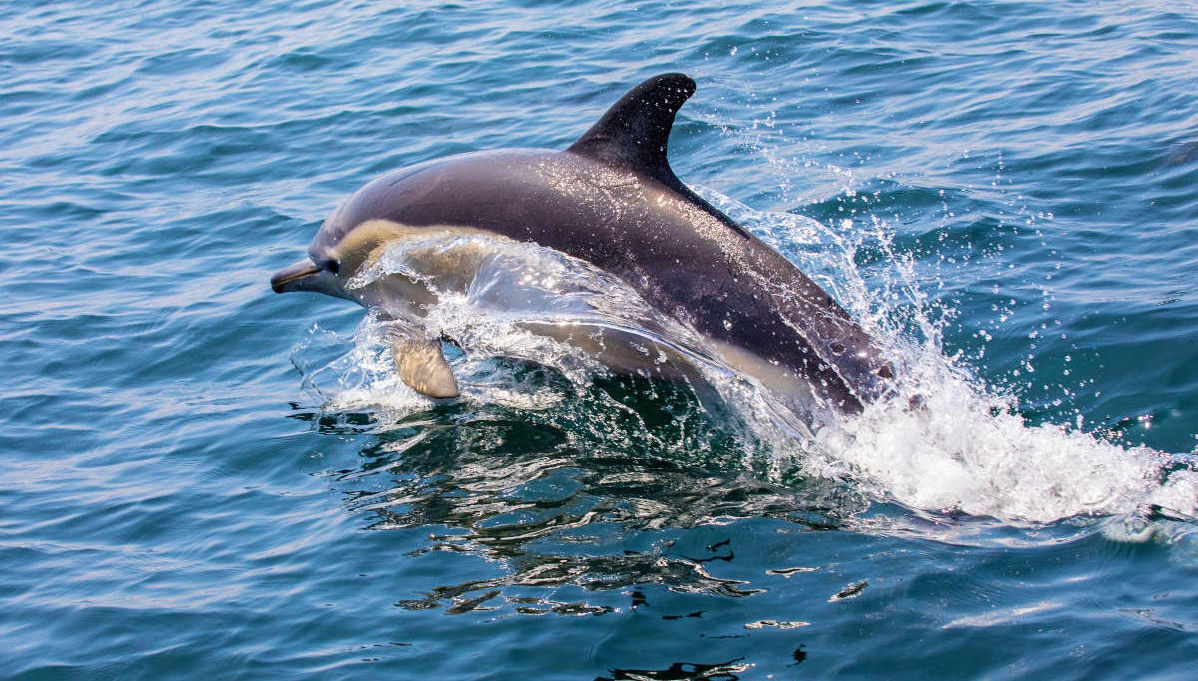 Observation de dauphins à Lagos - Photo 1