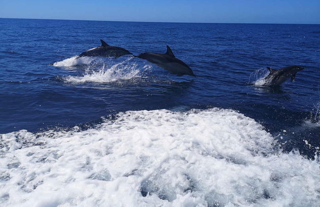 Avvistamento di delfini a Lagos - Foto 3
