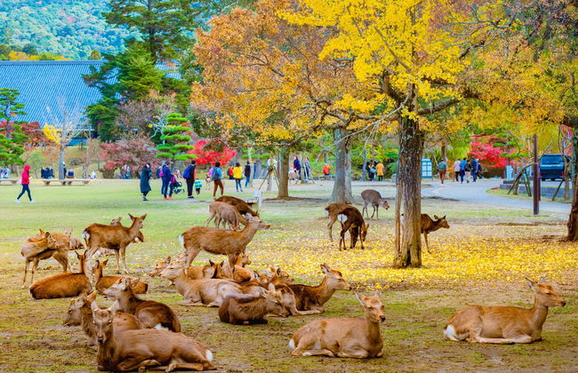 Escursione ad Arashiyama, Kinkakuji e Nara - Foto 1