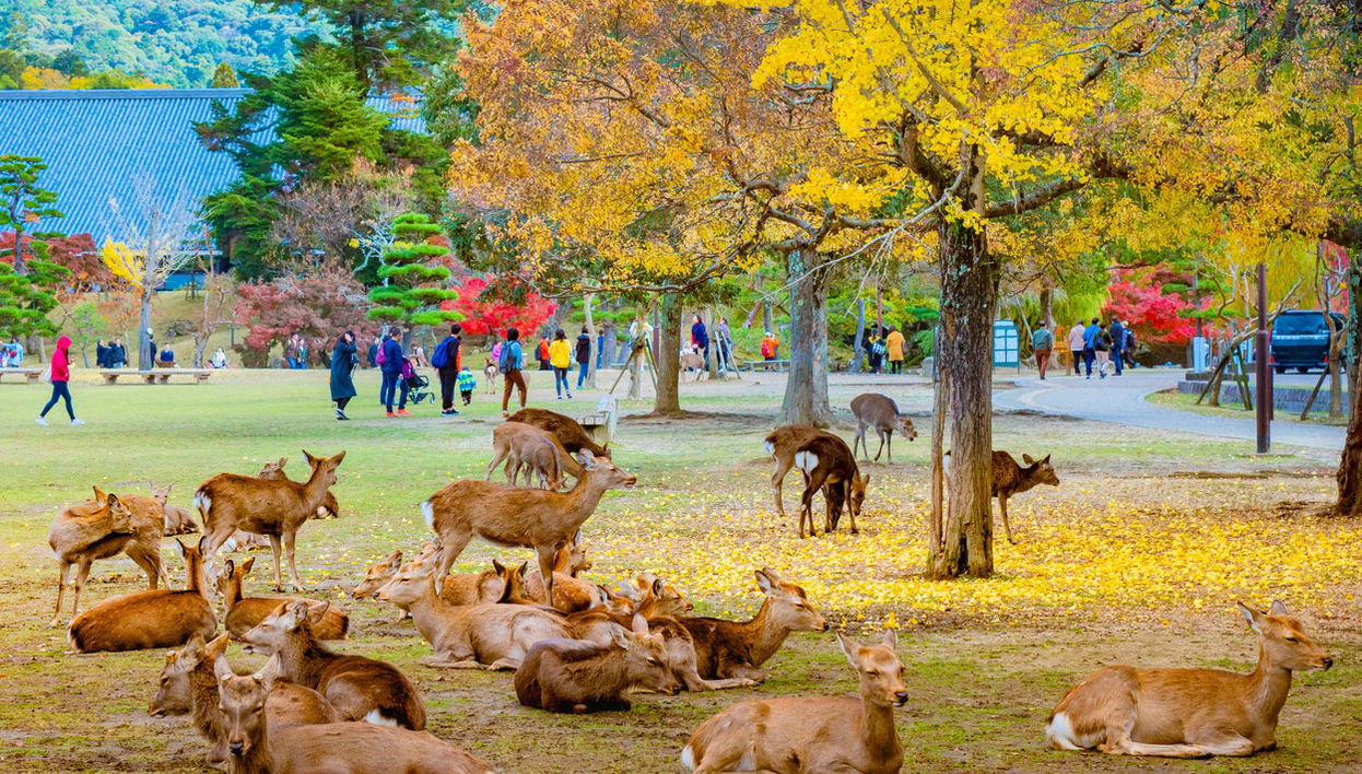 Escursione ad Arashiyama, Kinkakuji e Nara - Foto 1