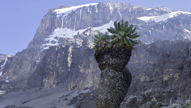 Mount Kilimanjaro Hike: 10 Days - Photo 4