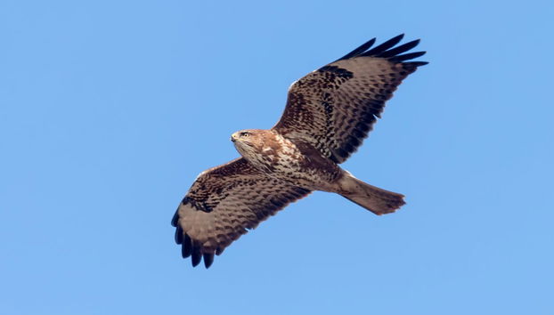 Entrada a Dreams Eco Park de Foz de Iguazú - Foto 5