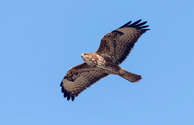 Entrada a Dreams Eco Park de Foz de Iguazú - Foto 5