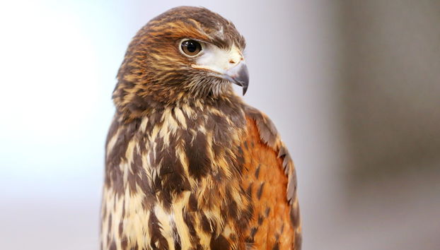 Entrada a Dreams Eco Park de Foz de Iguazú - Foto 2