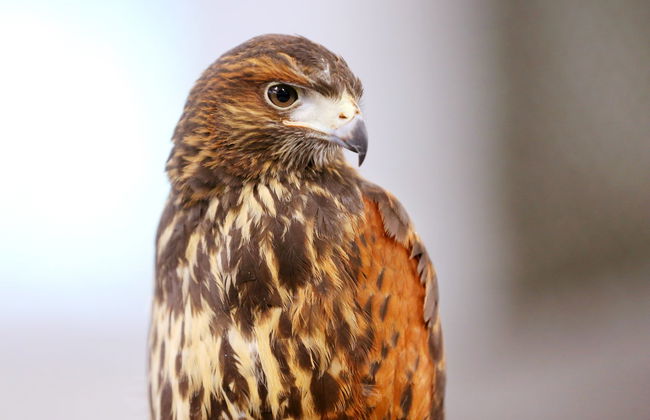 Entrada a Dreams Eco Park de Foz de Iguazú - Foto 2