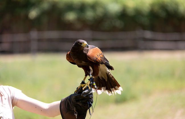Entrada a Dreams Eco Park de Foz de Iguazú - Foto 4