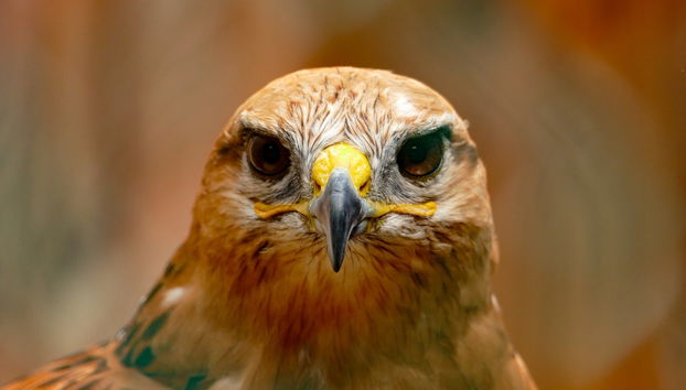 Entrada a Dreams Eco Park de Foz de Iguazú - Foto 3