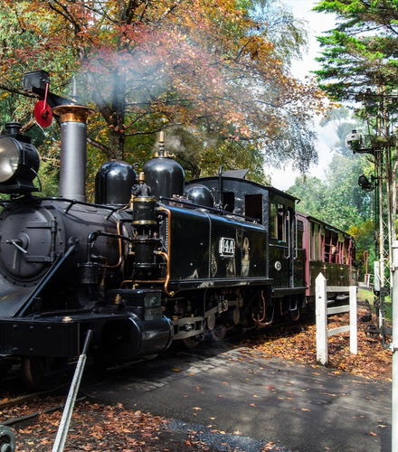 Foto - Escursione al Santuario di Healesville + Treno Puffing Billy