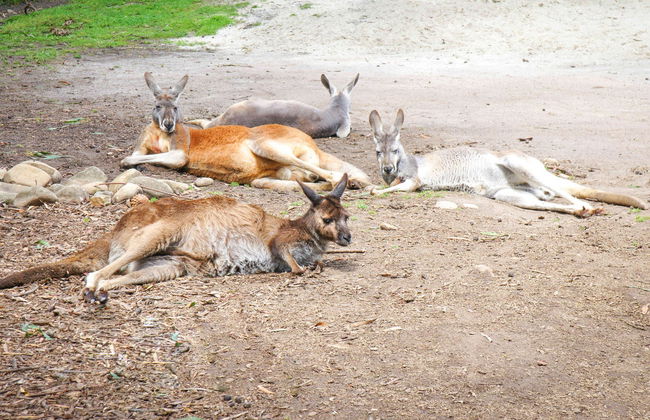 Excursión al Santuario de Healesville + Tren Puffing Billy - Foto 1
