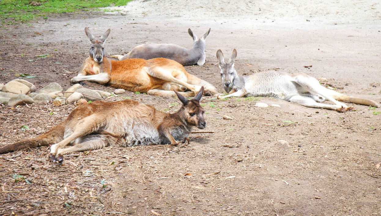 Excursão ao Santuário de Healesville + Trem Puffing Billy - Foto 1
