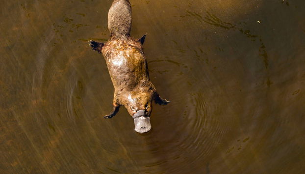 Excursão ao Santuário de Healesville + Trem Puffing Billy - Foto 3