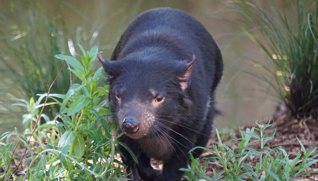 Excursão ao Santuário de Healesville + Trem Puffing Billy - Foto 5