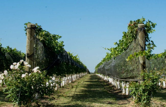 Excursión por las bodegas de Colonia Caroya - Foto 6