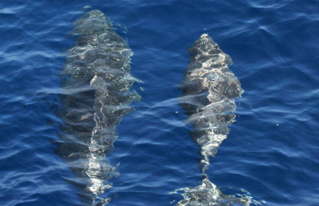 Benalmádena Dolphin Watching - Foto 2