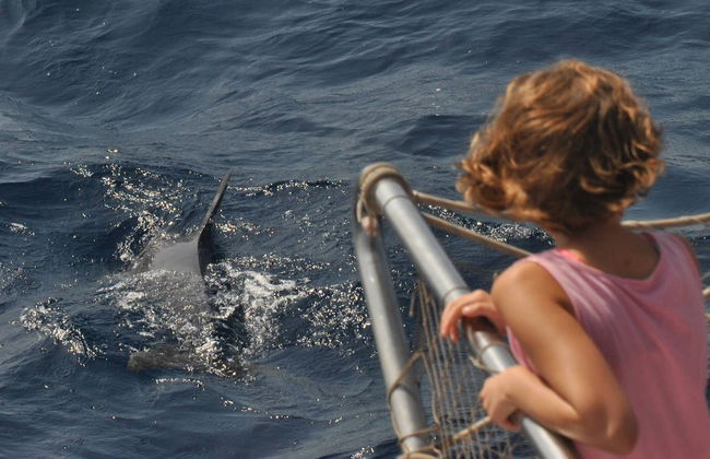 Benalmádena Dolphin Watching - Foto 3