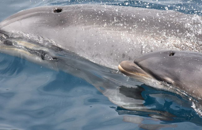Benalmádena Dolphin Watching - Foto 8