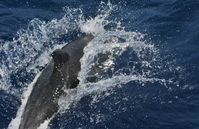 Benalmádena Dolphin Watching - Foto 6