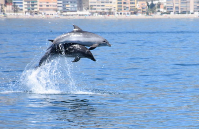 Benalmádena Dolphin Watching - Foto 7