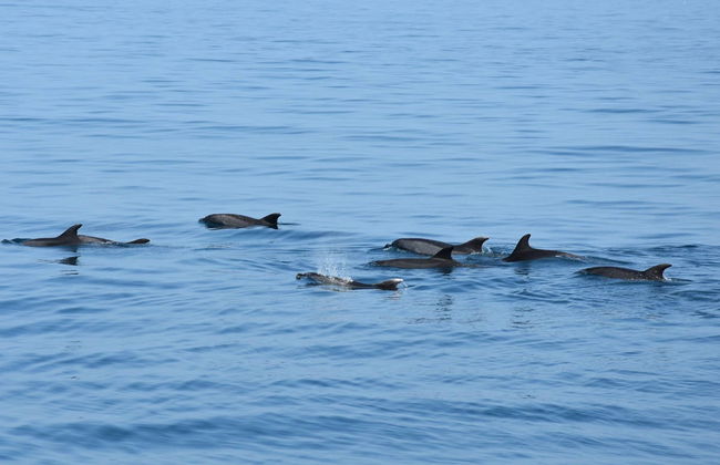 Benalmádena Dolphin Watching - Foto 4