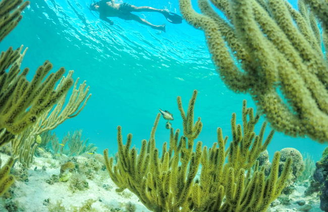 Snuba em San Andrés - Foto 1