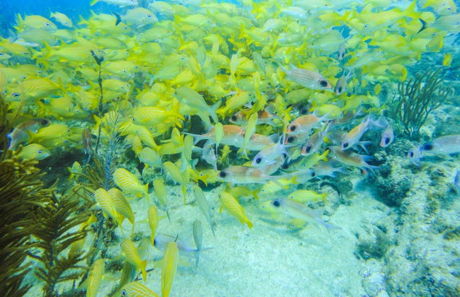 Snuba em San Andrés - Foto 2