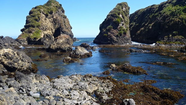 Chiloe Island: Chacao, Ancud & Puñihuil Penguins - Foto 5