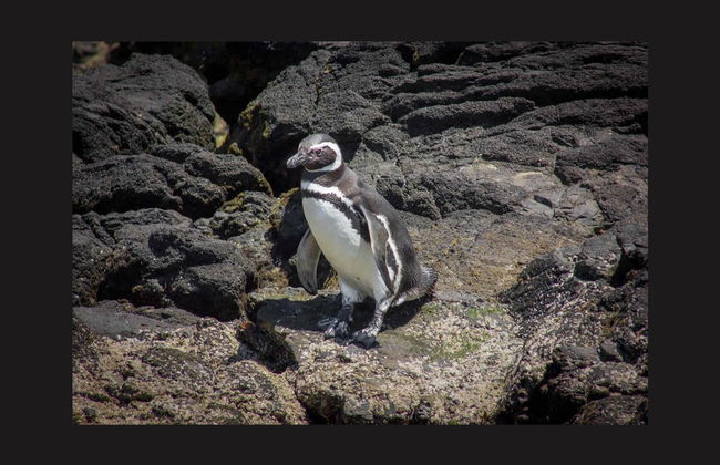 Ilha de Chiloé: Chacao, Ancud e pinguins de Puñihuil - Foto 1
