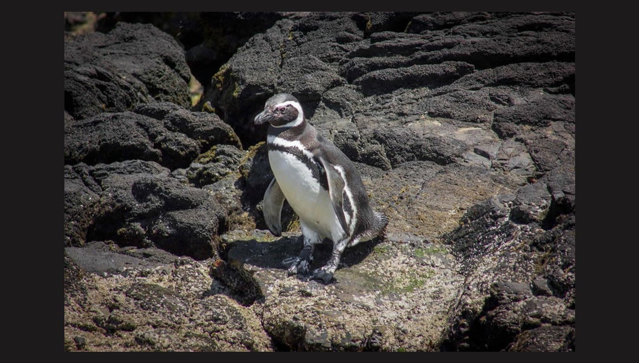 Isla de Chiloé: Chacao, Ancud y pingüinos de Puñihuil - Foto 1