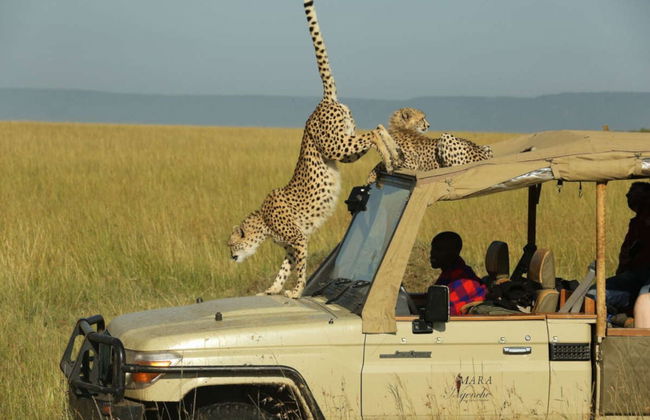 Maasai Mara 3 Day Safari - Photo 1