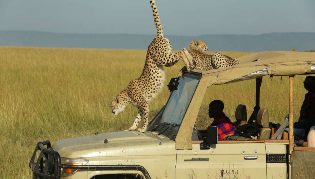 Maasai Mara 3 Day Safari - Photo 1