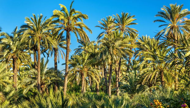 Excursión a la isla de Tabarca y el palmeral de Elche - Foto 3