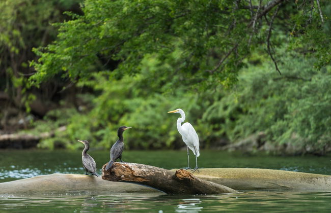Sumidero Canyon Tour to San Cristóbal - Foto 3